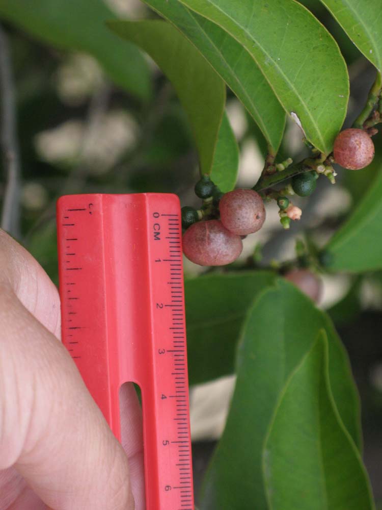 Glycosmis pentaphylla